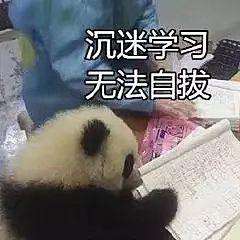 有这种熊猫的表情包吗