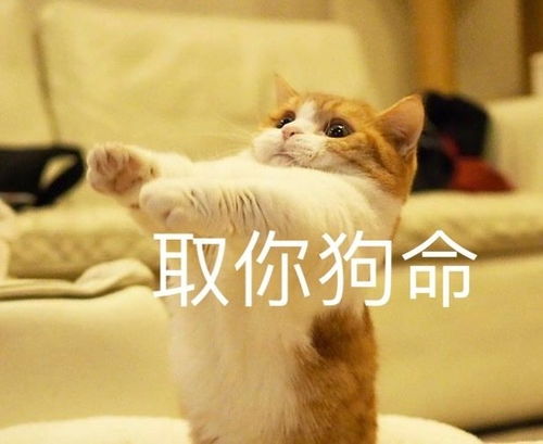 放开我,我要去干饭肚子胖胖,生活旺旺