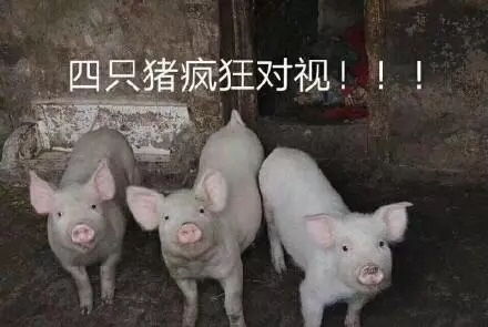 npc为什么没有团综