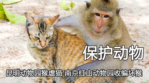 没有对比就没有伤害,昆明动物园猴虐猫,南京红山动物园收编坏猴