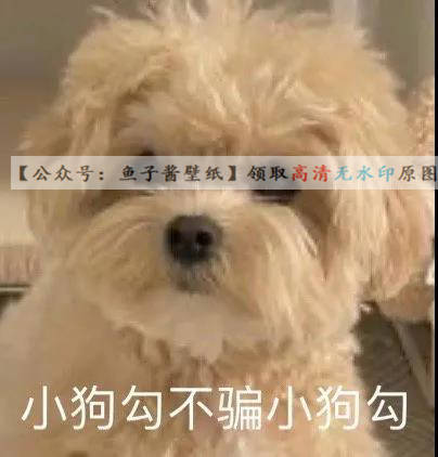 小狗勾不骗小狗勾表情包抖音热门背景图