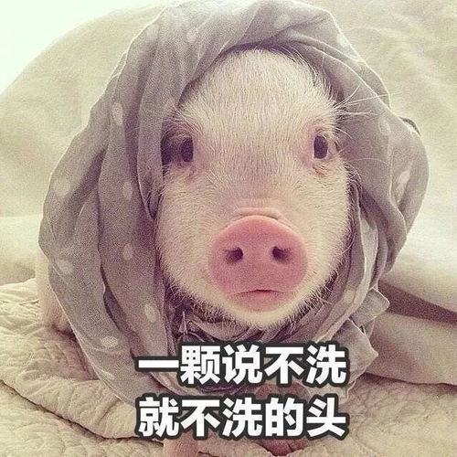 放假在家的全部意义,哈哈哈哈