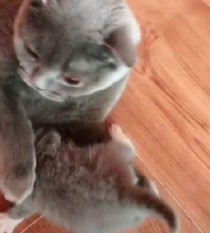 猫妈死活不让主人摸小奶猫,逼得主人拿出菜刀,猫妈的表情亮了