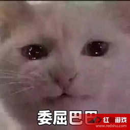 委屈巴巴猫表情包图片有个很委屈的委屈巴巴猫表情包