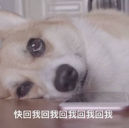 对象不回你消息的时候表情下载对象不回你消息的时候表情包1.0免费版jz5u绿色下载站