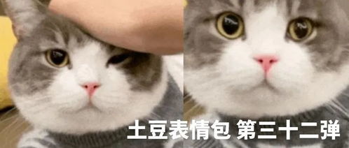 狗子跳起来的表情包猫咪
