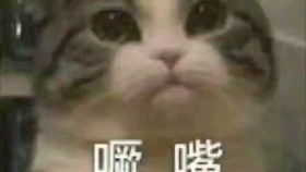 沙雕表情包出处