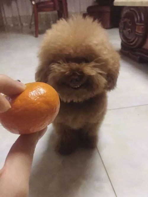 棕熊表情包泰迪熊