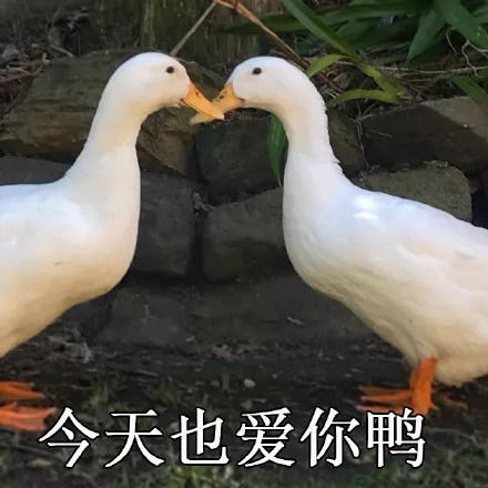 最新的鸭鸭表情包