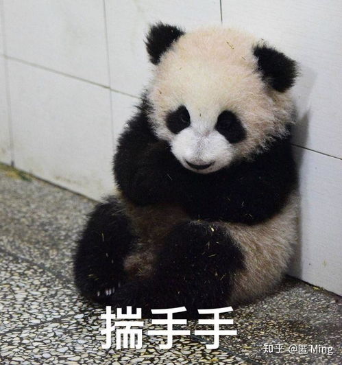 有没有可爱的熊猫表情包注意是真熊猫