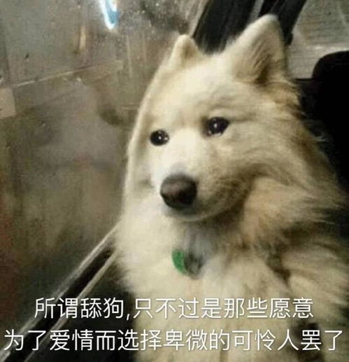 让我用我的气质来征服你