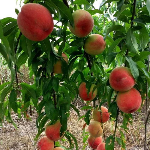 受高温影响,湖北大量优质蜜桃待售,留守桃农呜声求援,24.9元箱包邮,请帮帮他们水果桃子种植网易订阅