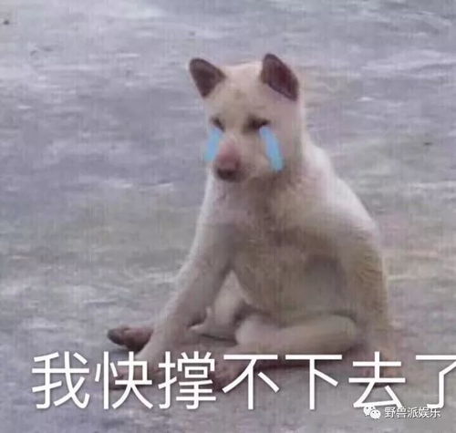 他用一年时间实现了走红宣布恋情结婚生子,这算史上第一吗