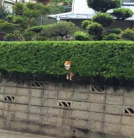 柴犬gif表情包惹人