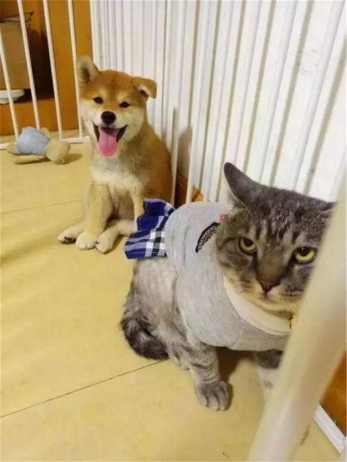 柴犬嫌弃的表情包猫咪