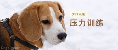 调皮的狗狗又犯错了你可以试试钓鱼执法和压力训练法
