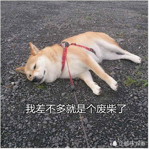 直男都用些什么表情包