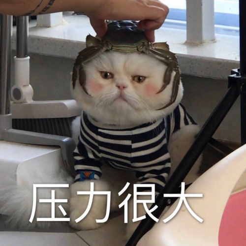 萌宠表情包小宝贝,约吗