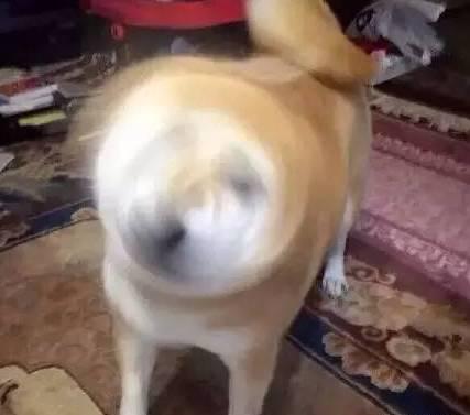 关心女朋友的表情包柴犬