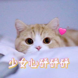 渣男最爱用猫咪表情包,这是真的吗
