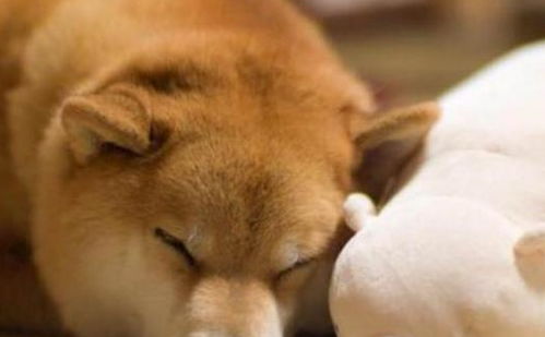 小柴犬超粘人,发现主人又养了只猫后,柴柴的表情亮了