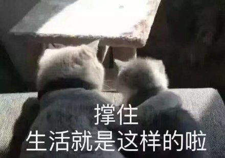 万兽之王的茫然猫咪表情包近期热门斗图表情包20201223
