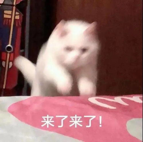 楼主周报黄晓明周冬雨分获百花奖影帝影后,竹内结子去世,越狱第六季确认回归