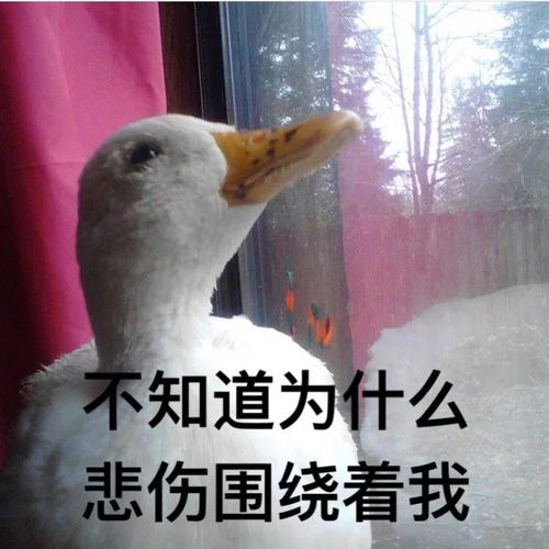 鸭鸭表情又来啦快来收图了鸭