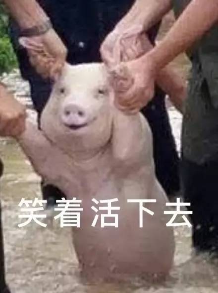 猪固有一死,或死于洪水,或死于红烧