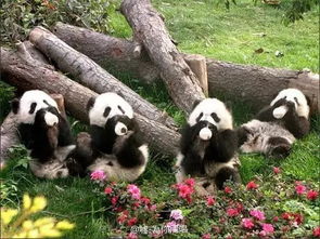 4只大熊猫要来沈阳啦第一时间看到panda的全攻略