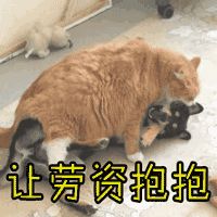 有没有类似这种的抱抱表情包
