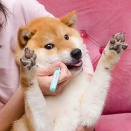 日本这只爱刷牙的柴犬火了刷牙照萌翻无数网友