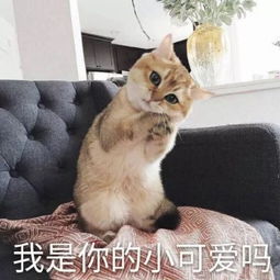 慎点让铲屎官崩溃的车祸现场,一个比一个惨....心疼