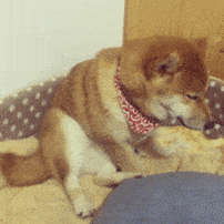 历史回顾狗子表情柴犬表情包二