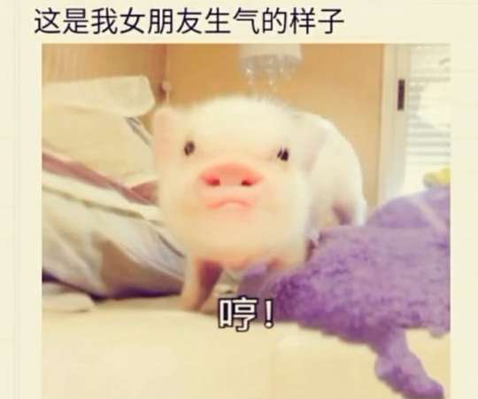 抖音女朋友版小猪猪表情包还不快来保存套路女朋友