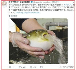 因为吐水的样子太搞笑,河豚在日本彻底火了
