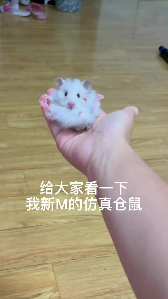 给大家看看我买的仿真仓鼠,真的好可爱