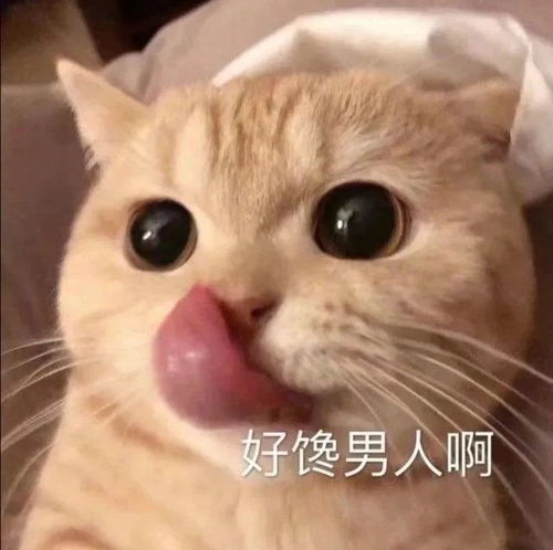 萌宠表情包带字图片困小宝贝