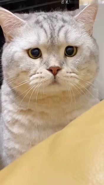 小猫咪卑微讨吃四部曲,饼饼委屈