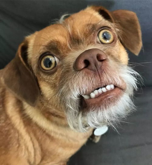 看一眼就忘不掉,这只狗怕是有毒吧