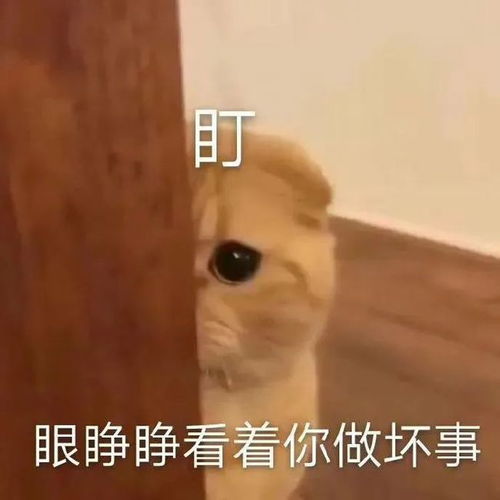 动态表情包,表情包动图搞笑小表情0630期