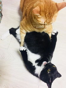 手贱打了一下橘猫的头,从此走上一条不归路,让你欺负我们胖子