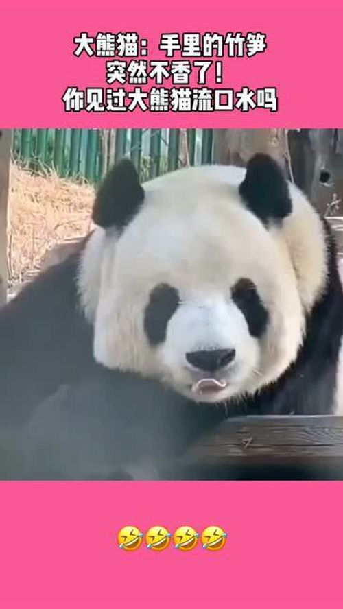 在大熊猫面前切竹笋,被馋得直流口水