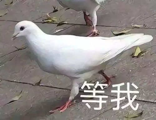 年度巨献当代大学生寒假社交指南...