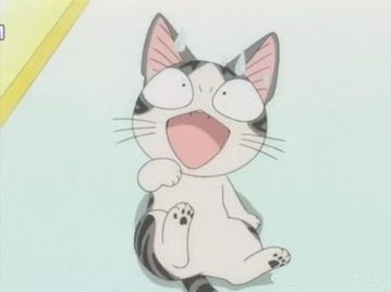 这只猫叫什么