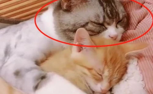 猫咪抱着小媳妇在休息,被铲屎官打扰后,猫咪的表情笑喷