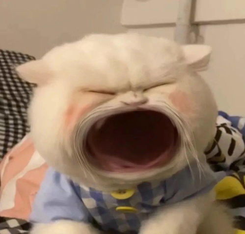 大嘴猫表情包要生活费专用