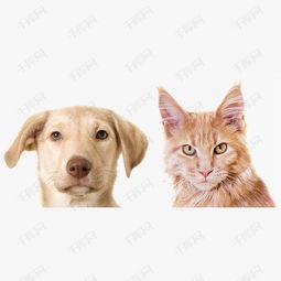 严肃的小猫和小狗高清摄影图片素材图片免费下载高清装饰图案png千库网图片编号6964855