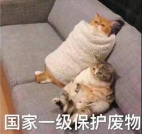 一看就是我本人的沙雕朋友圈文案