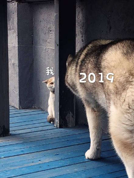 2019元旦快乐搞笑表情包祝你新的一年,不劳而获,一夜暴富